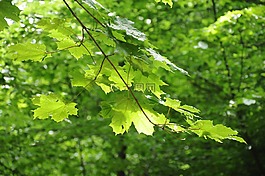 森林,樹,性質