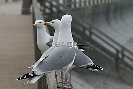 海鷗,鳥(niǎo),性質(zhì)