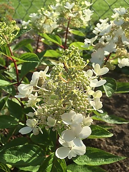 花園,夏季,八仙花