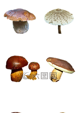 蘑菇,性質(zhì),森林
