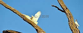 野生動物,鳥,自然