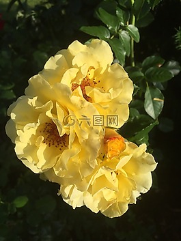 玫瑰,花園,黃色