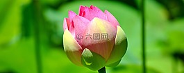 百合,蓮花,花