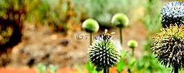 蜜蜂,花,自然
