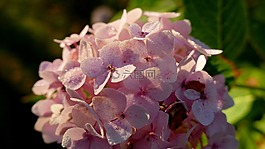 八仙花,繡球,花園