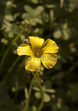 花卉,黃色,黛西