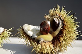板栗,樹,秋季