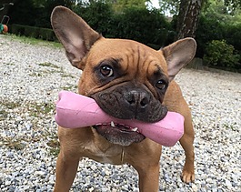 法國斗牛犬,寵物,狗