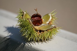 板栗,樹,秋季