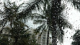 雨,樹(shù),旅行