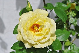 玫瑰,花,玫瑰綻放