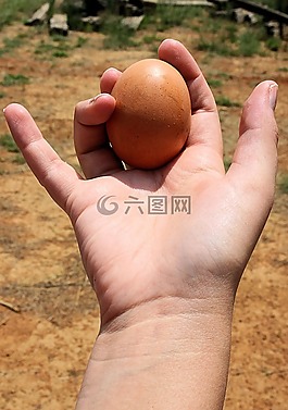 雞蛋,營(yíng)養(yǎng),健康食品