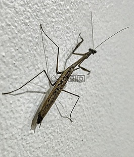 昆虫,热带,泰国