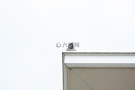 麻雀,可愛(ài),鳥