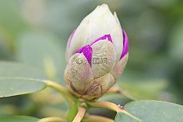 花,芽,花的