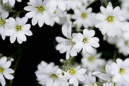 白,鮮花,黑色背景