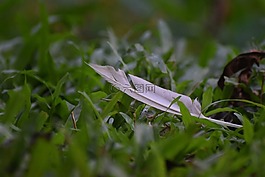 羽毛,草,綠色