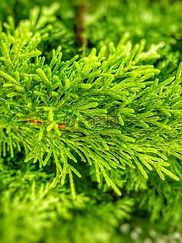 植物,綠色,葉
