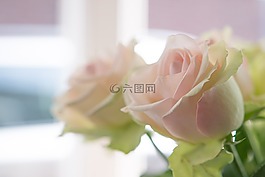 粉紅色,玫瑰,花
