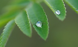 灰,露水,滴