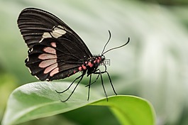 benalmádena的mariposario,benalmádena的,马拉加