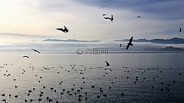 鳥(niǎo),湖,早上