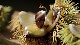 板栗,樹,秋季