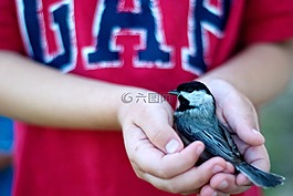 鳥,安全,救援
