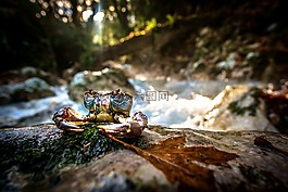 螃蟹,江,性質(zhì)