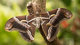 benalmádena的mariposario,只夜晚的蝴蝶,benalmádena的