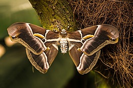 benalmádena的mariposario,只夜晚的蝴蝶,benalmádena的