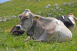 牛,山,牛肉
