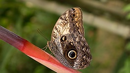 benalmádena的mariposario,benalmádena的,马拉加