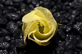 黃色,芽,ros