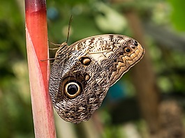 benalmádena的mariposario,benalmádena的,马拉加