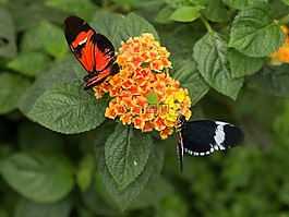 benalmádena的mariposario,benalmádena的,马拉加