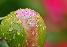 牡丹,雨,滴