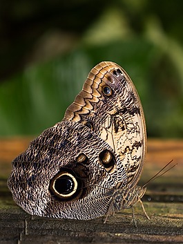 benalmádena的mariposario,benalmádena的,马拉加