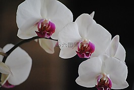 蘭花,白,花