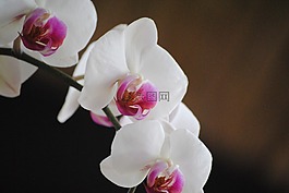 蘭花,白,花