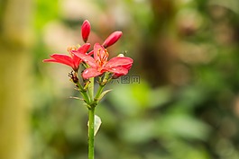 benalmádena的mariposario,benalmádena的,马拉加