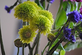 綠色,鮮花,自然