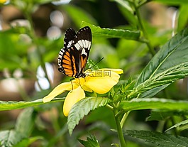 benalmádena的mariposario,benalmádena的,马拉加