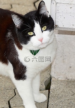 動物,貓,寵物