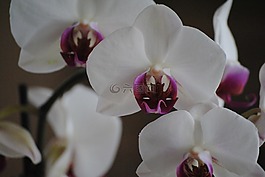 蘭花,白,花