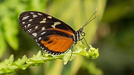 benalmádena的mariposario,benalmádena的,马拉加