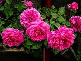 花,植物區(qū)系,粉紅色