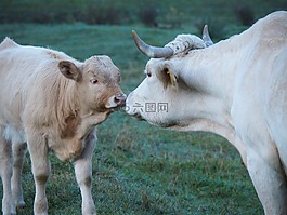 牛,吻,小牛