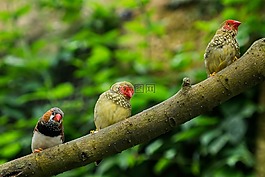 benalmádena的mariposario,benalmádena的,马拉加