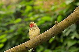 benalmádena的mariposario,benalmádena的,马拉加
